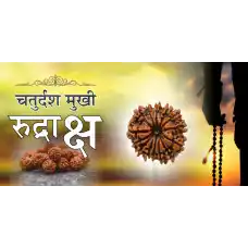 14 Mukhi Rudraksh (4.0)